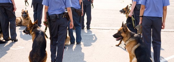 Dog Handlers in Northamptonshire: Zahra Security